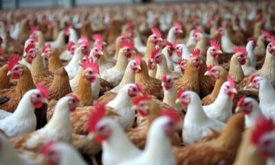 Após China, União Europeia e Argentina suspendem compra de frango do Brasil