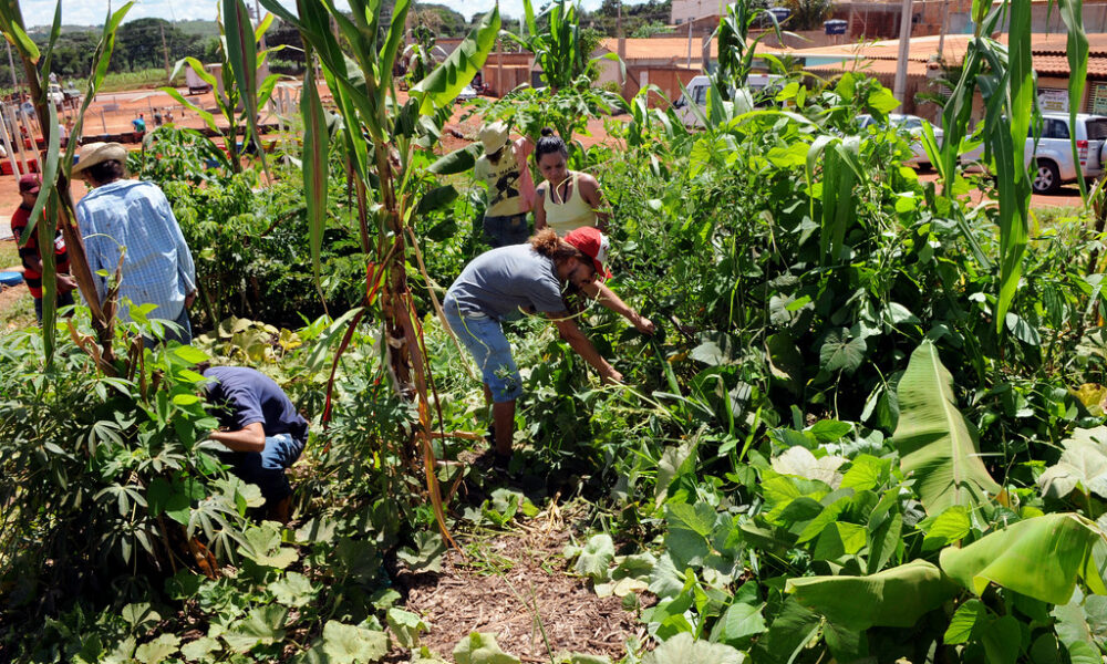 Senado propõe facilitar acesso ao crédito para comunidades rurais
