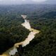 Fundo Amazônia Registra Recorde em Aprovação de Projetos em 2025