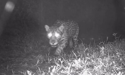 Onça-pintada é vista pela primeira vez no Rio de Janeiro em décadas
