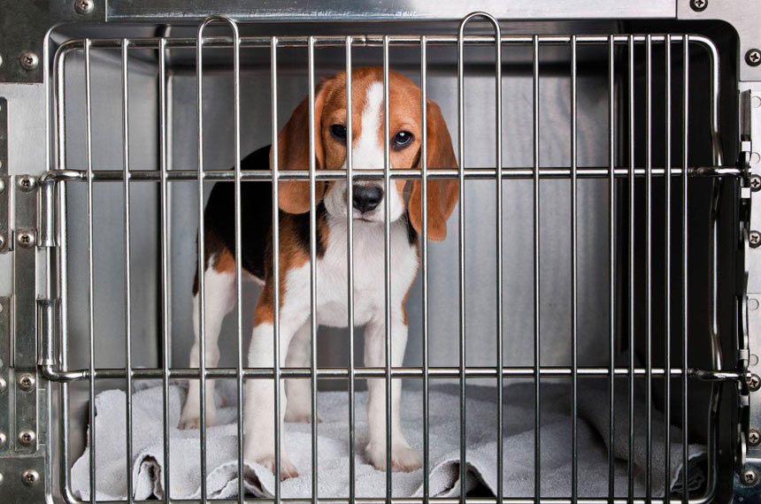 Brasil Proíbe Testes de Cosméticos em Animais: Novo Marco na Legislação