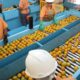 Tarifa de Importação dos EUA Atinge Produtos Brasileiros em 50%
