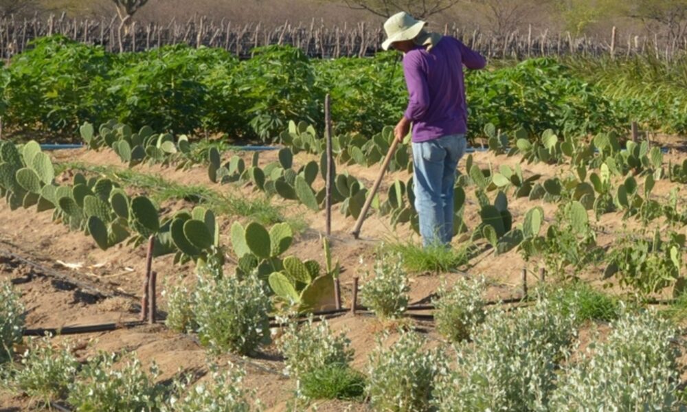 Aumento de Salários na Agricultura Familiar: Análise do Anuário Estatístico