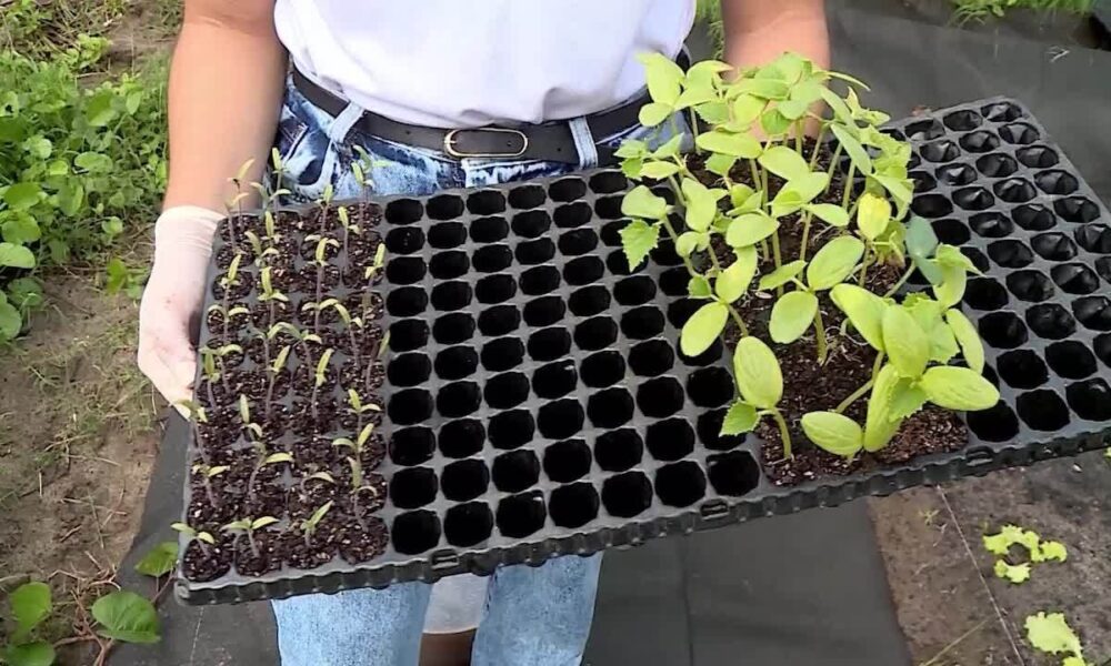 A Revolução na Indústria de Eventos: Inovações e Tendências