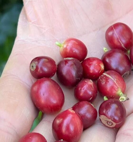 China habilita 183 novas empresas brasileiras de café para exportação