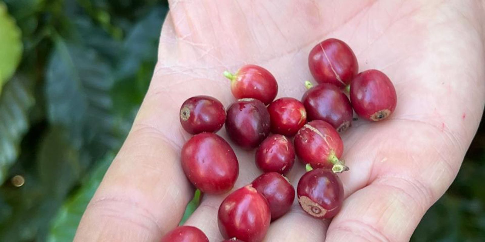 China habilita 183 novas empresas brasileiras de café para exportação