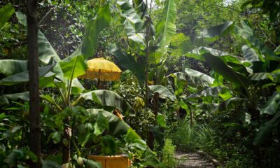 Sistemas Agroflorestais na Amazônia: Um Caminho para a Sustentabilidade e o Sequestro de Carbono