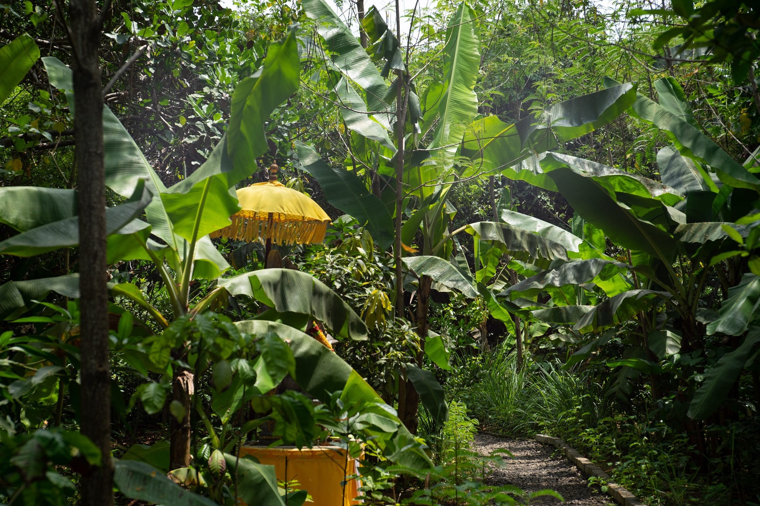 Sistemas Agroflorestais na Amazônia: Um Caminho para a Sustentabilidade e o Sequestro de Carbono