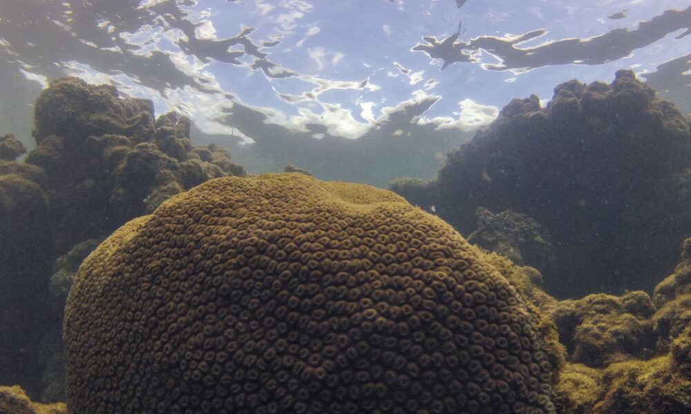 Fenômenos Climáticos Ameaçam Ecossistemas Marinhos do Atlântico Sul