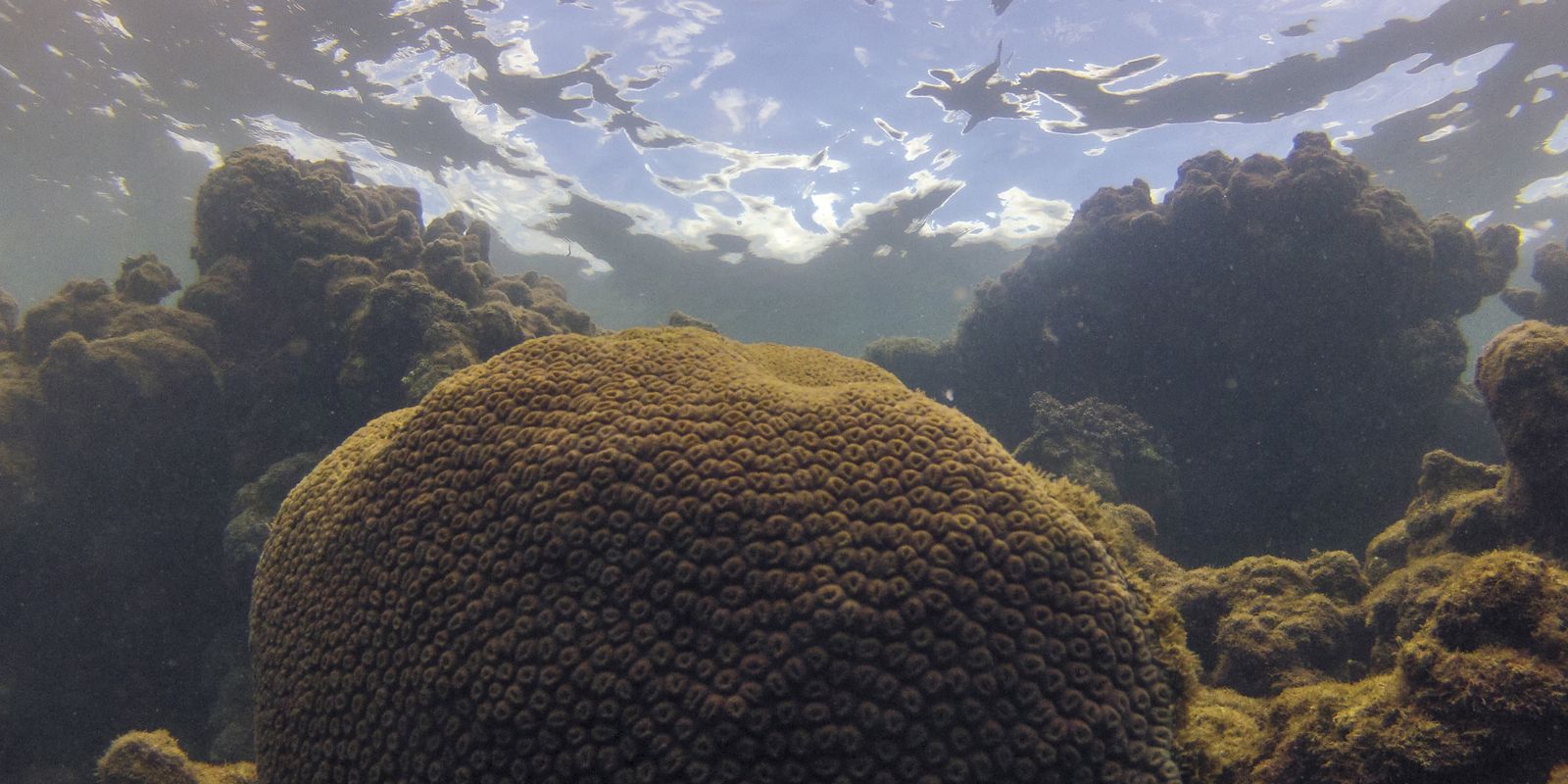 Fenômenos Climáticos Ameaçam Ecossistemas Marinhos do Atlântico Sul
