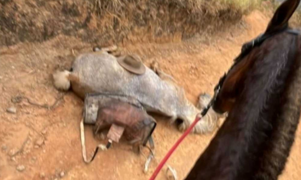 Maus-tratos a Cavalo em Bananal: Polêmica Ganha Repercussão Nacional