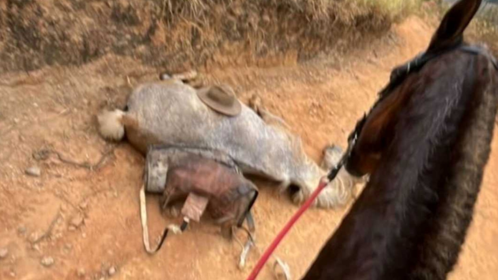 Maus-tratos a Cavalo em Bananal: Polêmica Ganha Repercussão Nacional