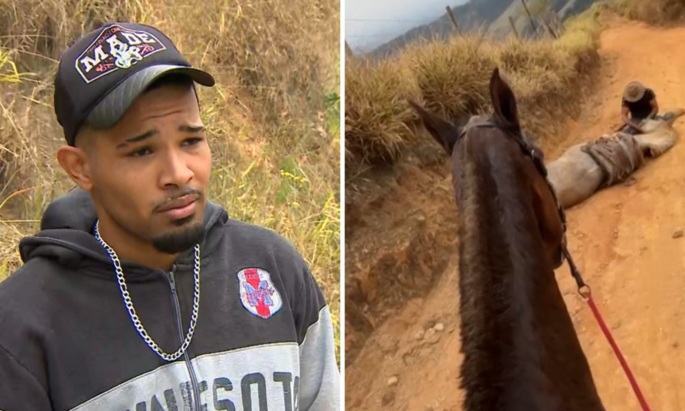 Caso de Mutilação de Cavalo em Bananal: Polêmica e Justiça em Análise