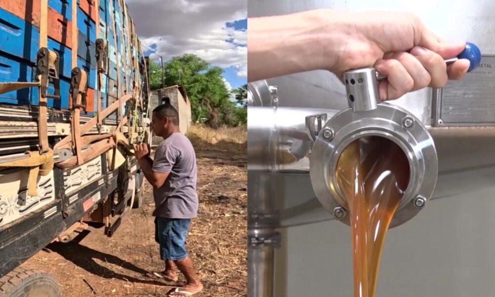 Apicultor José Claro de Sousa Realiza Migração de Enxames para Fugir da Seca no Piauí