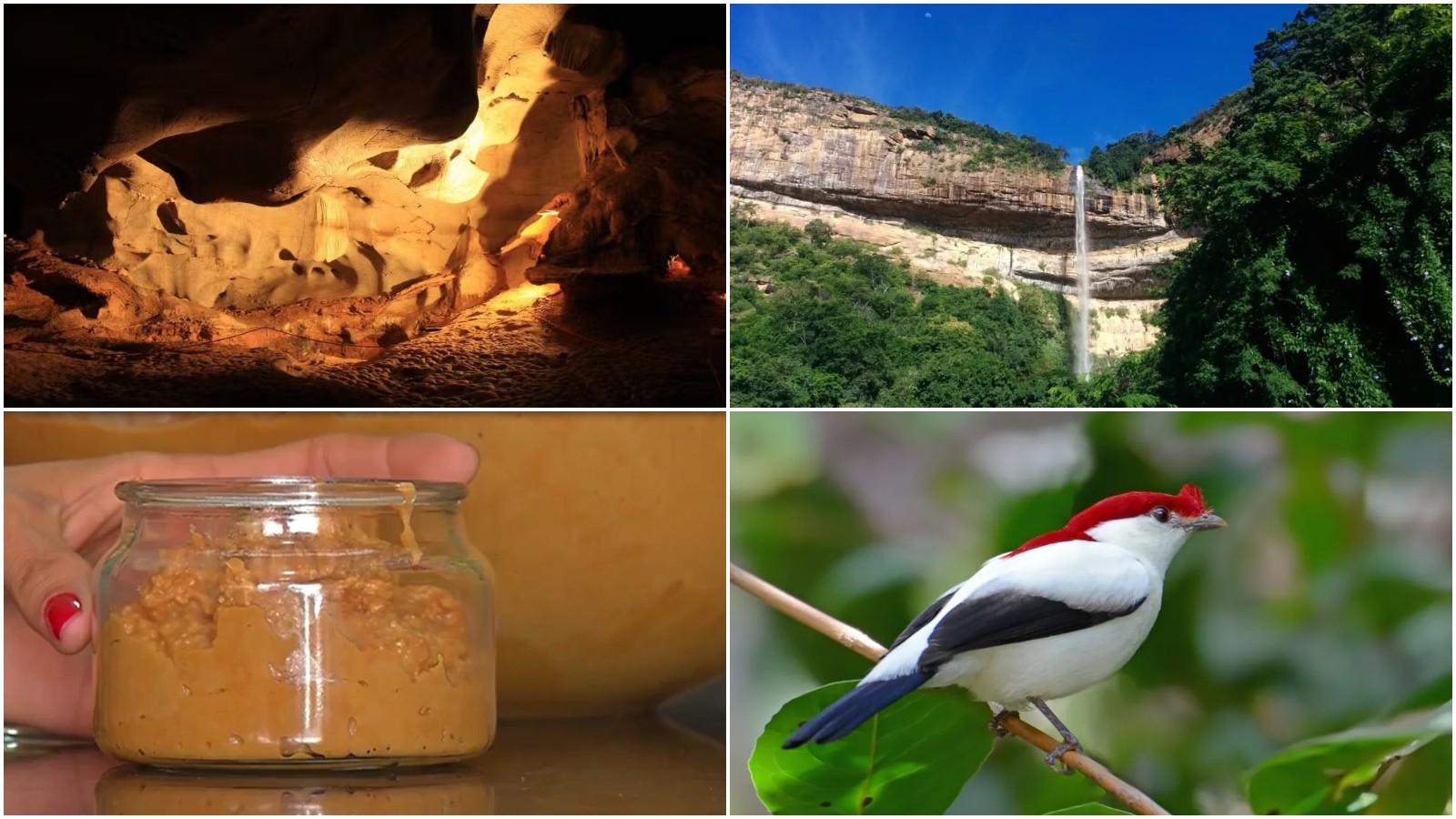 A Vegetação da Mata Atlântica: Diversidade e Gastronomia Local