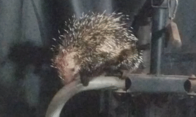 Porco-Espinho Ataca Cachorro em Residência na Ponte Alta do Gama