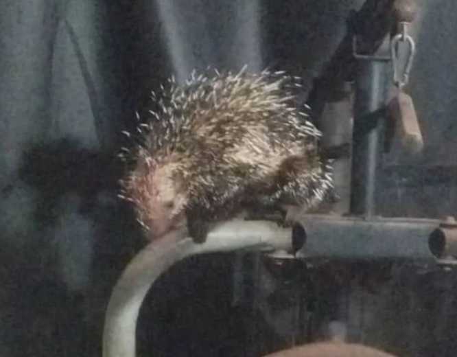 Porco-Espinho Ataca Cachorro em Residência na Ponte Alta do Gama