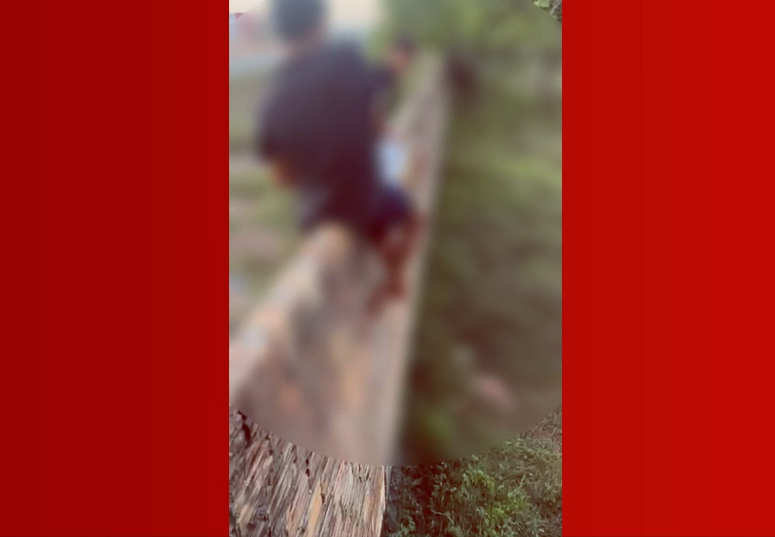 Criança é Ataque por Porco Selvagem em Governador Nunes Freire, Maranhão