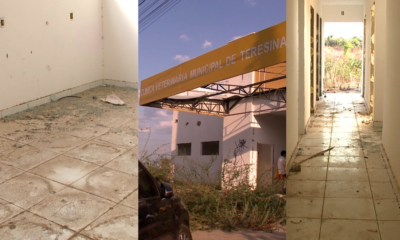 Abandono de Animais: Uma Crítica ao Descaso com Recursos Públicos