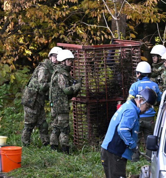 Crescente Ameaça dos Ursos no Japão: Mobilização Militar e Medidas de Segurança