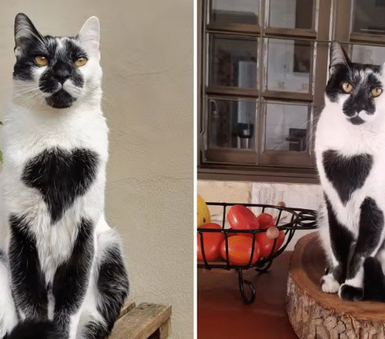 Gato Thor é Eleito o Gato SRD Mais Bonito do Brasil 2025