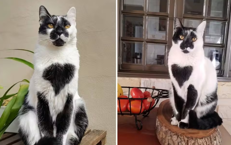Gato Thor é Eleito o Gato SRD Mais Bonito do Brasil 2025