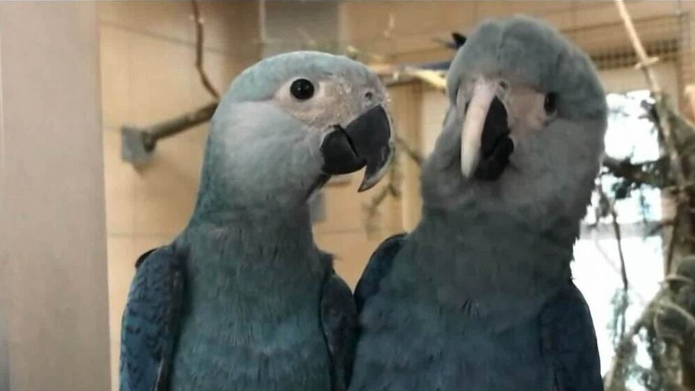 Conservação das Ararinhas-Azuis: Um Projeto Privado de Sucesso