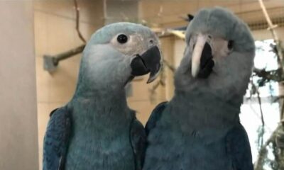 Conservação das Ararinhas-Azuis: Um Projeto Privado de Sucesso