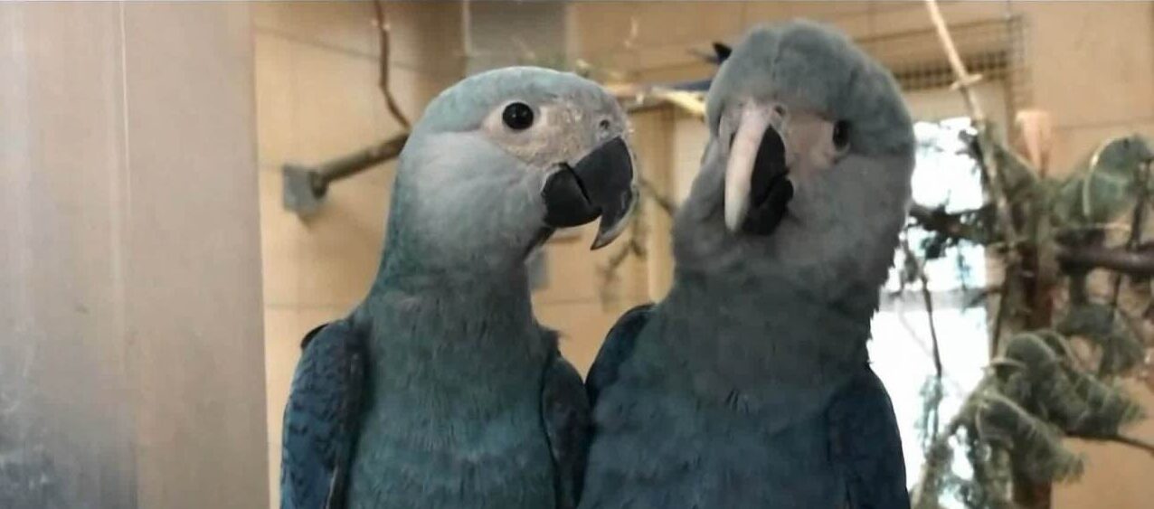 Conservação das Ararinhas-Azuis: Um Projeto Privado de Sucesso