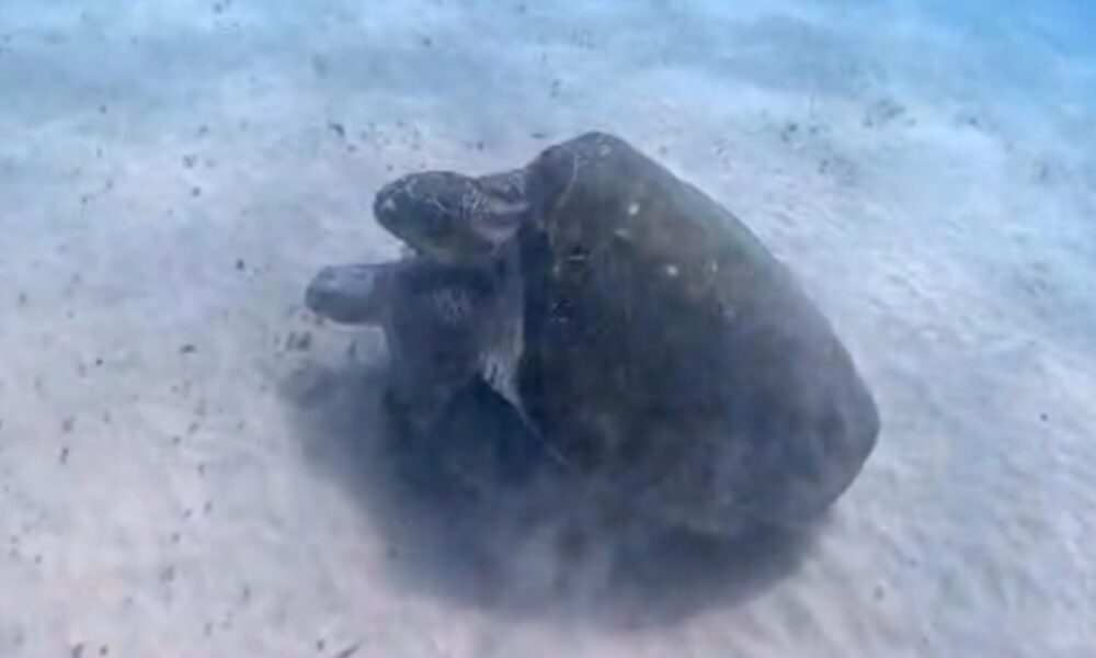 Acasalamento Inédito entre Espécies de Tartarugas é Registrado na Baía dos Porcos