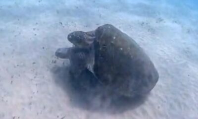 Acasalamento Inédito entre Espécies de Tartarugas é Registrado na Baía dos Porcos