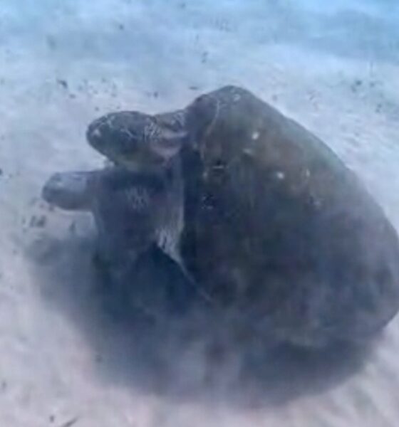 Acasalamento Inédito entre Espécies de Tartarugas é Registrado na Baía dos Porcos