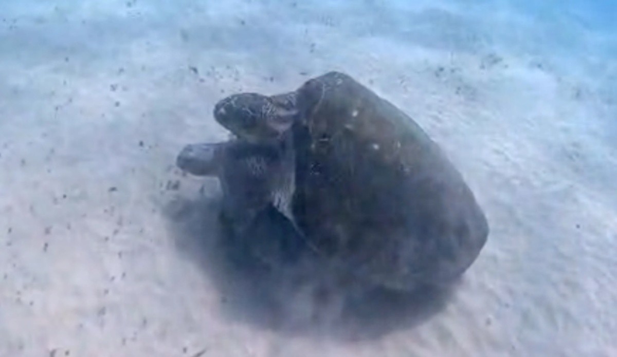 Acasalamento Inédito entre Espécies de Tartarugas é Registrado na Baía dos Porcos