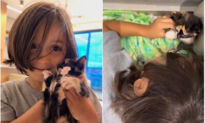 O Pequeno Gael e o Gato Escondido: Uma Aventura de Amor e Coragem