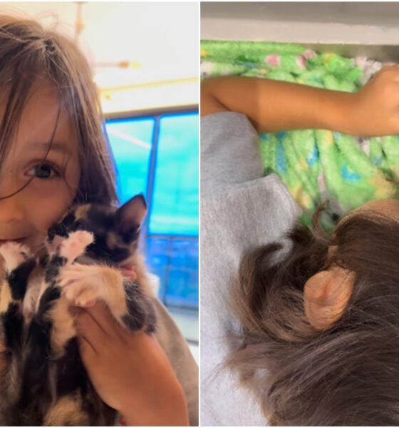 O Pequeno Gael e o Gato Escondido: Uma Aventura de Amor e Coragem