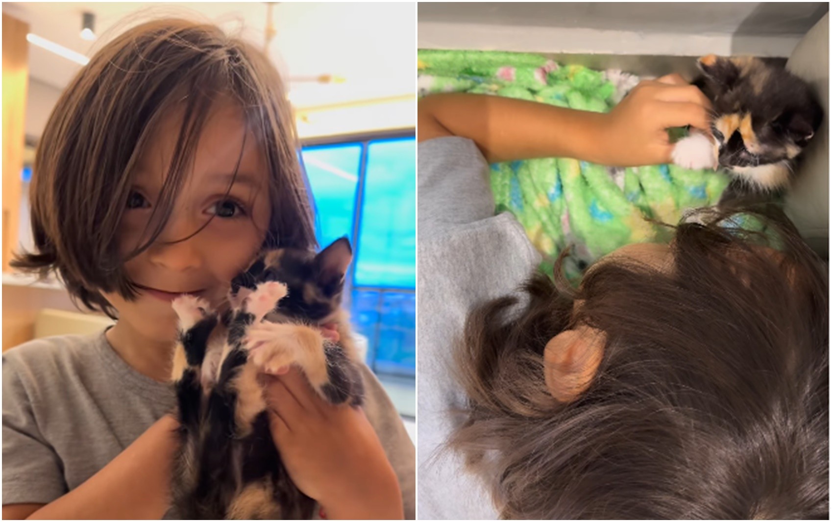 O Pequeno Gael e o Gato Escondido: Uma Aventura de Amor e Coragem