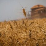 Safra de grãos brasileira 2025/26 poderá chegar a 354,39 mi t