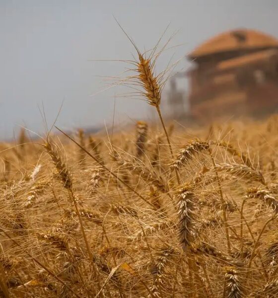 Projeções da Safra Brasileira de Grãos 2025/26: Crescimento Moderado e Desafios no Campo