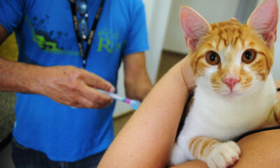 Julho Dourado: Novo Projeto de Lei Promove Saúde e Bem-Estar dos Animais no Brasil