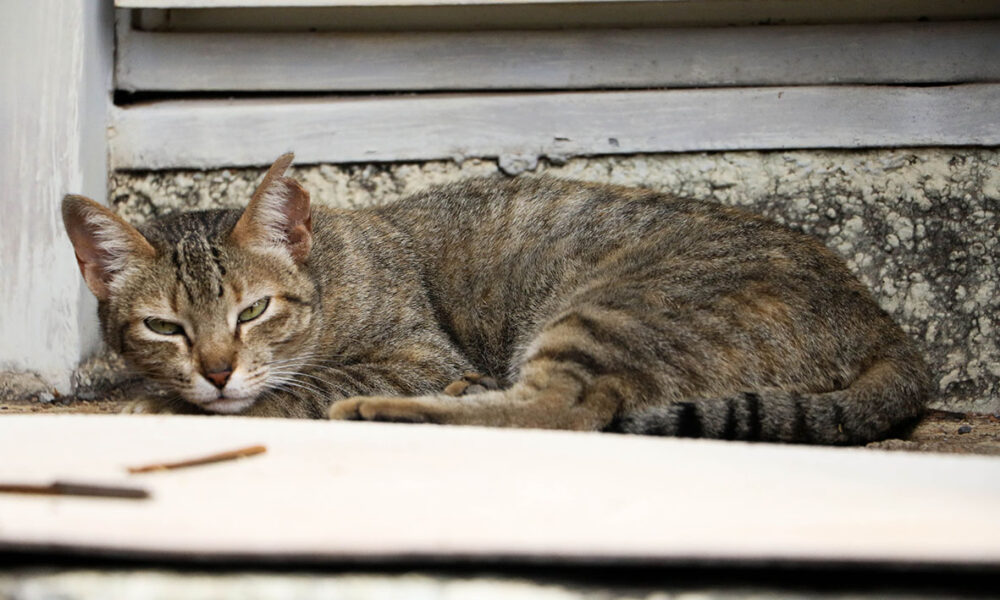 Aumento de Casos de Esporotricose Animal em São Paulo: O Que Você Precisa Saber