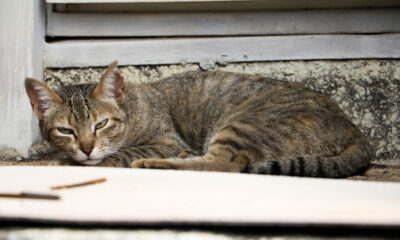 Aumento de Casos de Esporotricose Animal em São Paulo: O Que Você Precisa Saber