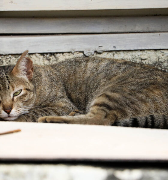 Aumento de Casos de Esporotricose Animal em São Paulo: O Que Você Precisa Saber