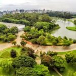 Árvore cai e fere mulher no Ibirapuera, em São Paulo