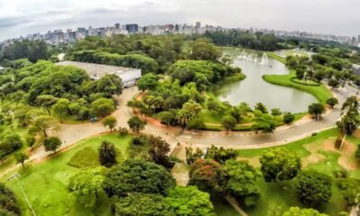 Acidente no Parque Ibirapuera: Árvore Cai e Deixa Mulher Ferida