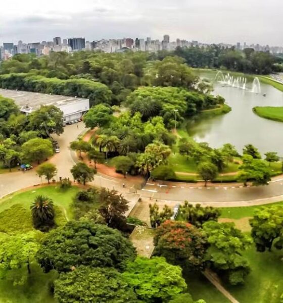 Acidente no Parque Ibirapuera: Árvore Cai e Deixa Mulher Ferida