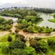 Acidente no Parque Ibirapuera: Árvore Cai e Deixa Mulher Ferida