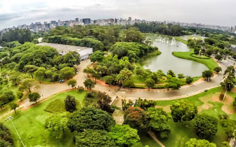 Acidente no Parque Ibirapuera: Árvore Cai e Deixa Mulher Ferida