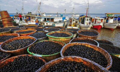 Açaí Reconhecido como Fruta Nacional: Lei 15.330 de 2026 Estabelece Novo Marco