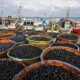 Açaí Reconhecido como Fruta Nacional: Lei 15.330 de 2026 Estabelece Novo Marco