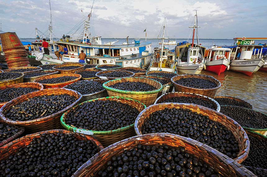 Açaí Reconhecido como Fruta Nacional: Lei 15.330 de 2026 Estabelece Novo Marco